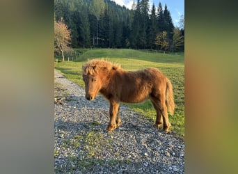 Shetland Ponies, Stallion, Foal (05/2025), 5,3 hh, Chestnut-Red