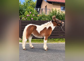 Shetland Ponies, Stallion, Foal (02/2026), 7.1 hh, Pinto
