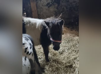 Shetland Ponies, Stallion, Foal (04/2025), 7 hh, Pinto