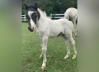 Shetland Ponies, Stallion, Foal (07/2024), 7 hh, Pinto