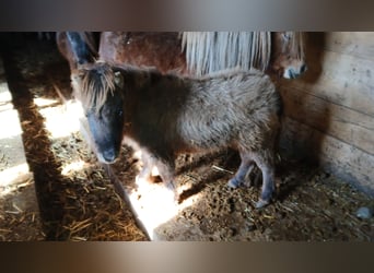 Shetland Ponies, Stallion, Foal (01/2025), 7,1 hh