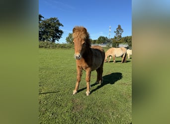 Shetland Ponies Mix, Stallion, Foal (04/2024), 8,1 hh, Chestnut-Red