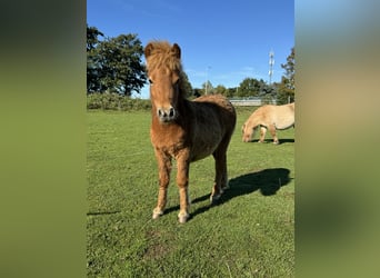 Shetland Ponies Mix, Stallion, Foal (04/2024), 8,1 hh, Chestnut-Red