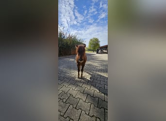 Shetland Ponies, Stallion, Foal (04/2026), 8.3 hh, Chestnut-Red