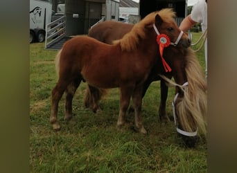 Shetland Ponies, Stallion, Foal (05/2024), 8,3 hh, Chestnut-Red