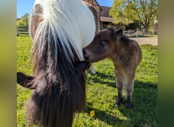 Shetland Ponies, Stallion, Foal (04/2026), 8 hh, Brown