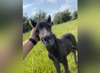 Shetland Ponies, Stallion, Foal (06/2025), 9.2 hh, Black Shetland Ponies, Stallion, Foal (06/2025), 9.2 hh, Black