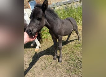 Shetland Ponies, Stallion, Foal (06/2025), 9.2 hh, Black Shetland Ponies, Stallion, Foal (06/2025), 9.2 hh, Black
