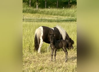 Shetland Ponies, Stallion, Foal (06/2025), 9.2 hh, Black Shetland Ponies, Stallion, Foal (06/2025), 9.2 hh, Black