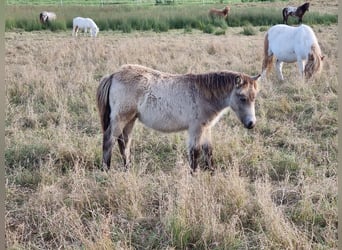 Shetland Ponies, Stallion, Foal (04/2024), 9,2 hh, Buckskin