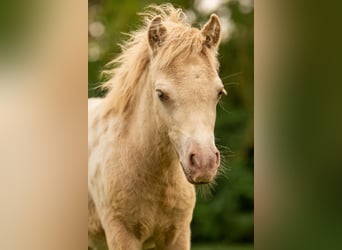 Shetland Ponies, Stallion, Foal (04/2026), 9.2 hh, Champagne