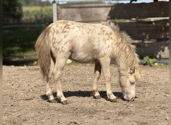 Shetland Ponies, Stallion, Foal (04/2026), 9.2 hh, Champagne