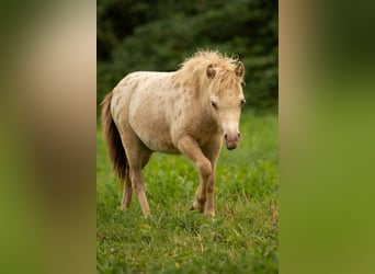 Shetland Ponies, Stallion, Foal (04/2026), 9.2 hh, Champagne