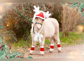 Shetland Ponies, Stallion, , 9,2 hh, Chestnut-Red