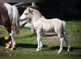 Shetland Ponies, Stallion, Foal (06/2024), 9.2 hh, Chestnut-Red
