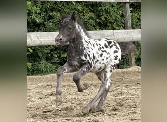 Shetland Ponies, Stallion, Foal (04/2026), 9.2 hh, Leopard-Piebald