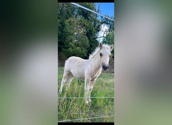 Shetland Ponies, Stallion, Foal (04/2026), 9.2 hh, Palomino