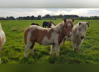 Shetland Ponies, Stallion, Foal (04/2023), 9.2 hh, Palomino