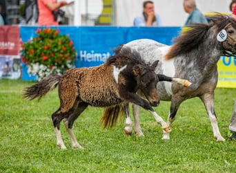 Shetland Ponies, Stallion, Foal (05/2023), 9.2 hh, Pinto