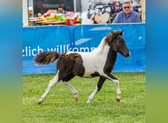 Shetland Ponies, Stallion, Foal (05/2023), 9.2 hh, Pinto
