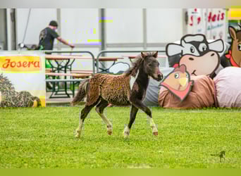 Shetland Ponies, Stallion, Foal (05/2023), 9.2 hh, Pinto