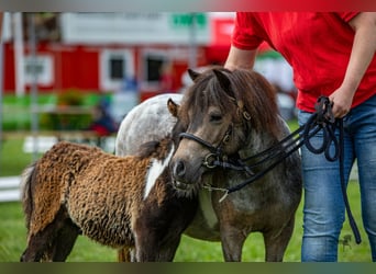 Shetland Ponies, Stallion, Foal (05/2023), 9.2 hh, Pinto