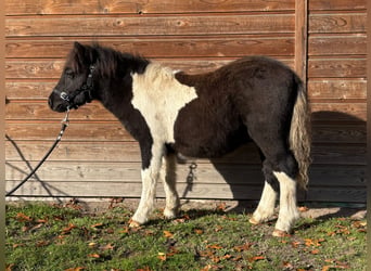 Shetland Ponies, Stallion, Foal (05/2026), 9.2 hh, Pinto