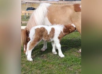 Shetland Ponies, Stallion, , 9 hh, Tobiano-all-colors