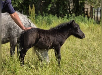 Shetland Ponies, Stallion, , 9,1 hh, Gray-Dark-Tan