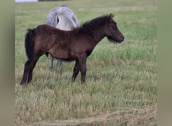 Shetland Ponies, Stallion, Foal (05/2025), 9,1 hh, Grey-Dark-Tan
