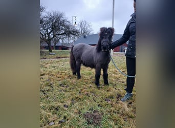 Shetland Ponies, Stallion, Foal (05/2025), 9,2 hh, Black