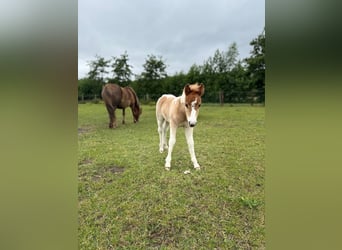 Shetland Ponies, Stallion, , 9,2 hh, Pinto