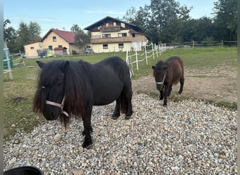 Shetland Ponies, Stallion, Foal (04/2026), Black
