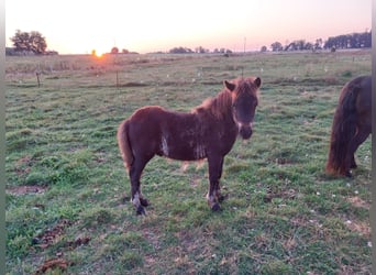 Shetland Ponies, Stallion, Foal (05/2024), Black