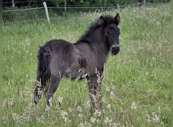 Shetland Ponies, Stallion, Foal (05/2026), Black