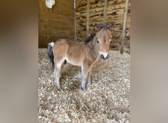 Shetland Ponies, Stallion, , Brown