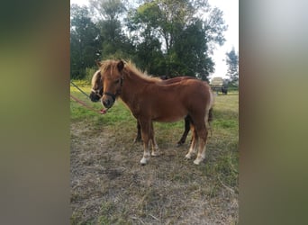 Shetland Ponies, Stallion, Foal (05/2024), Chestnut-Red