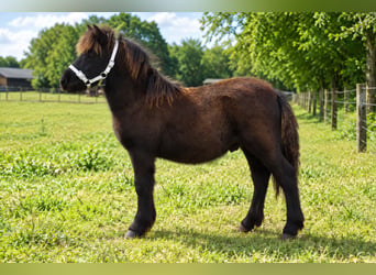 Shetland Ponies, Stallion, Foal (01/2026)