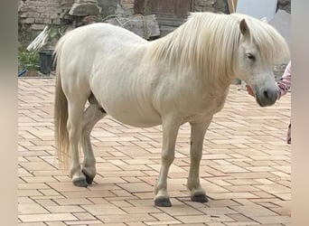 Shetland Ponies, Stallion, 24 years, 10.1 hh, Gray