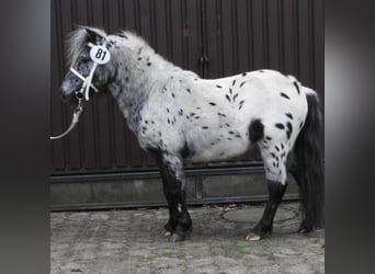 Shetland Ponies, Stallion, 3 years, 9.1 hh, Leopard-Piebald