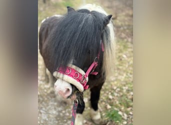 Shetland Ponies, Stallion, 6 years, 9.1 hh, Tobiano-all-colors
