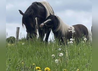 Shetland Ponies, Stallion, 6 years, 9.1 hh, Tobiano-all-colors
