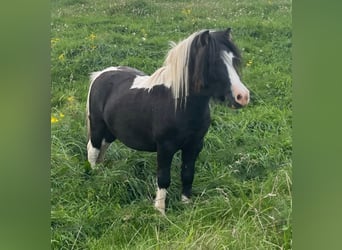 Shetland Ponies, Stallion, 6 years, 9.1 hh, Tobiano-all-colors