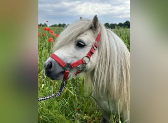 Shetland Ponys, Hengst, 10 Jaar, 83 cm, Schimmel