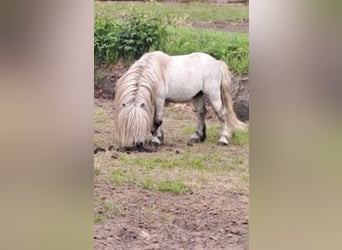 Shetland Ponys, Hengst, 10 Jaar, 83 cm, Schimmel