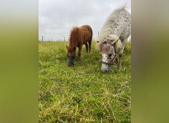 Shetland Ponys, Hengst, 10 Jahre, 79 cm, Tigerschecke