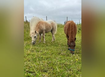 Shetland Ponys, Hengst, 10 Jahre, 79 cm, Tigerschecke