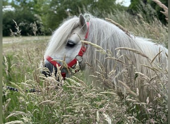 Shetland Ponys, Hengst, 10 Jahre, 83 cm, Schimmel