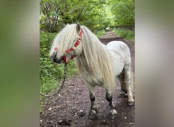 Shetland Ponys, Hengst, 10 Jahre, 83 cm, Schimmel