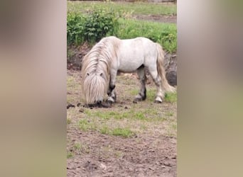 Shetland Ponys, Hengst, 10 Jahre, 83 cm, Schimmel